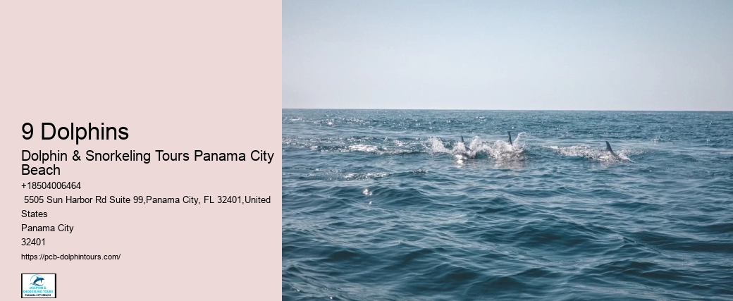 Where Are You Most Likely To See Dolphins In Florida