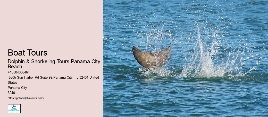 Swimming With Dolphins