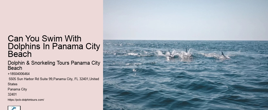 Can You Swim With Dolphins In Panama City Beach