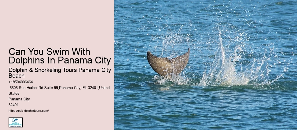 Dolphin Excursions Panama City Beach