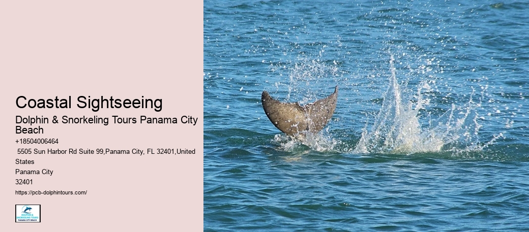 Cheap Dolphin Tours In Panama City Beach