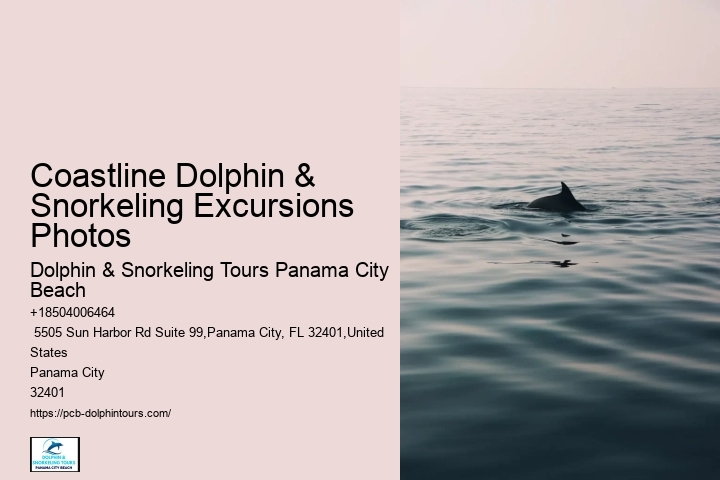 Shell Island Beach Is One Of Our Favorite Places For Swimming With Dolphins In Panama City Beach