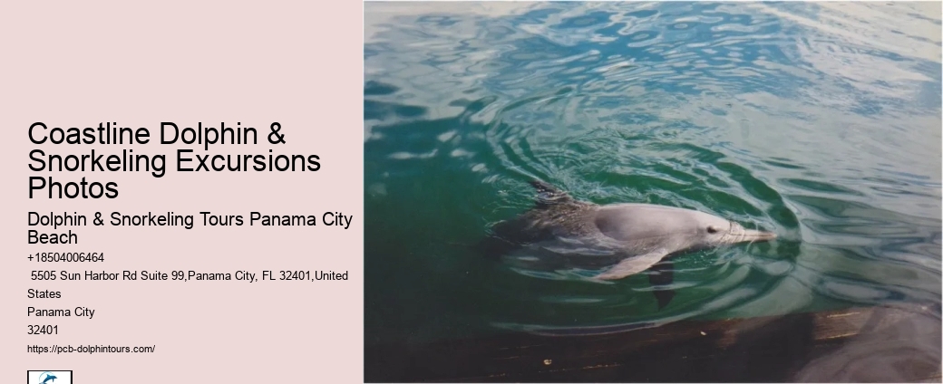 What Is Dolphin Season