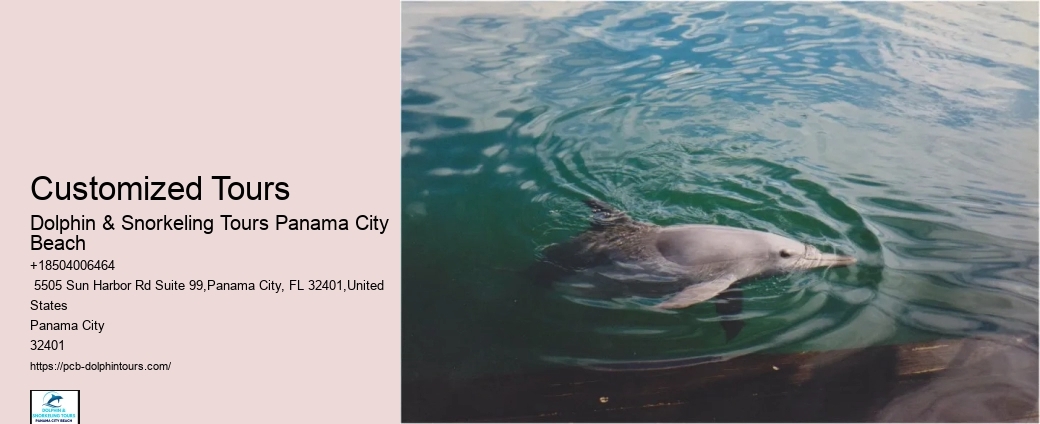 Are There Dolphins Near Panama City Beach