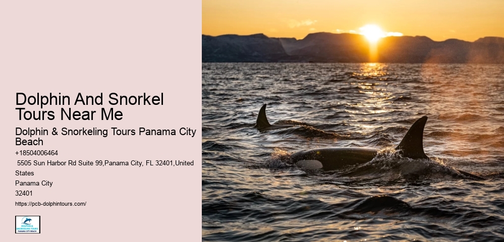 Dolphin And Snorkel Tours Near Me