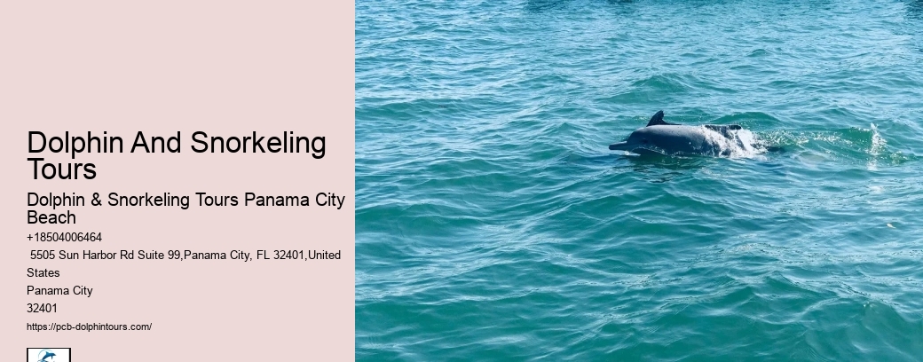 Swim Adventure Experience | Marineland Dolphin Adventure