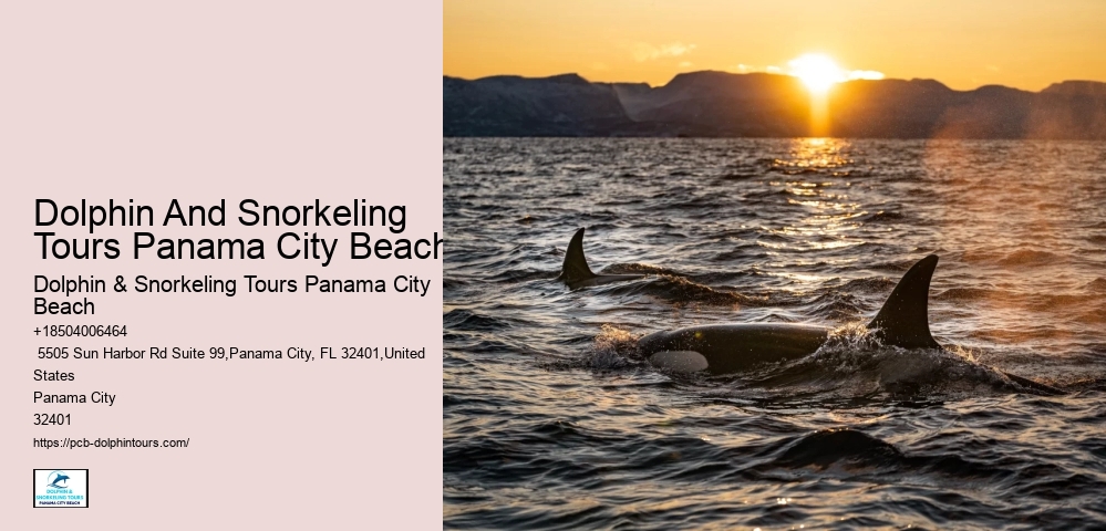 How Much Does It Cost To Swim With The Dolphins At Panama City Beach