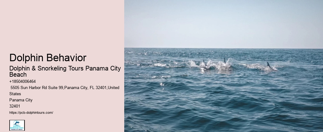 Come Swim With The Dolphins