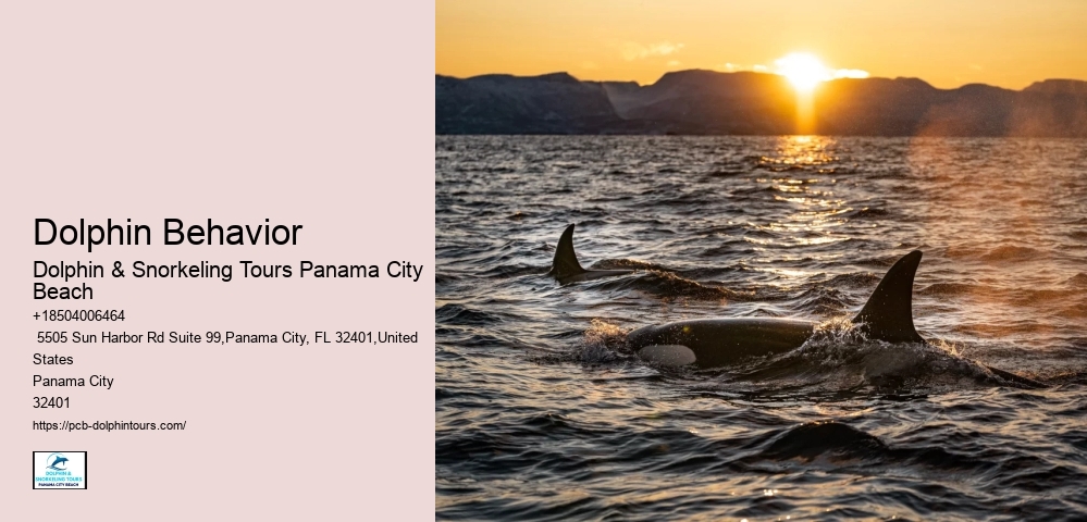 Dolphin Behavior