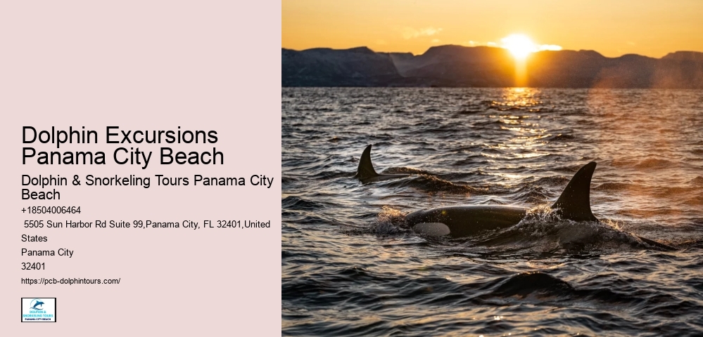 Dolphin Excursions Panama City Beach