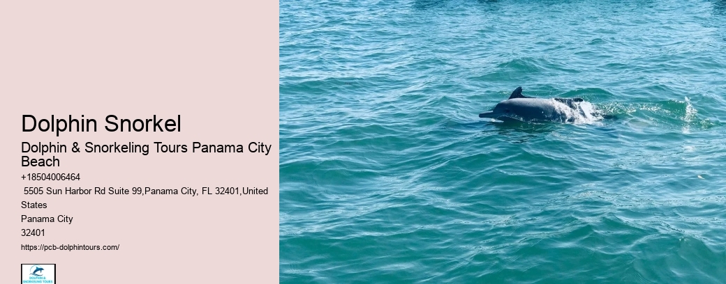 Shell Island Dolphin