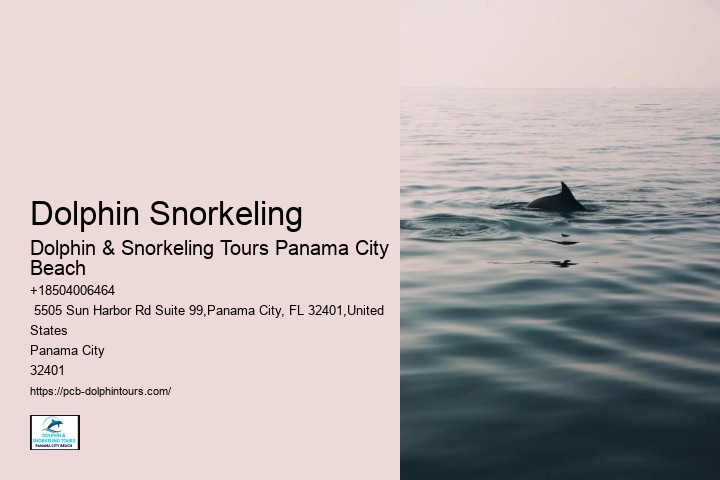 Dolphin Snorkeling