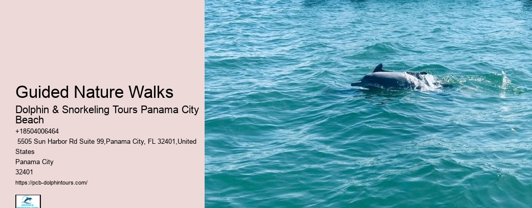 Dolphin And Snorkeling Tours In Panama City Beach