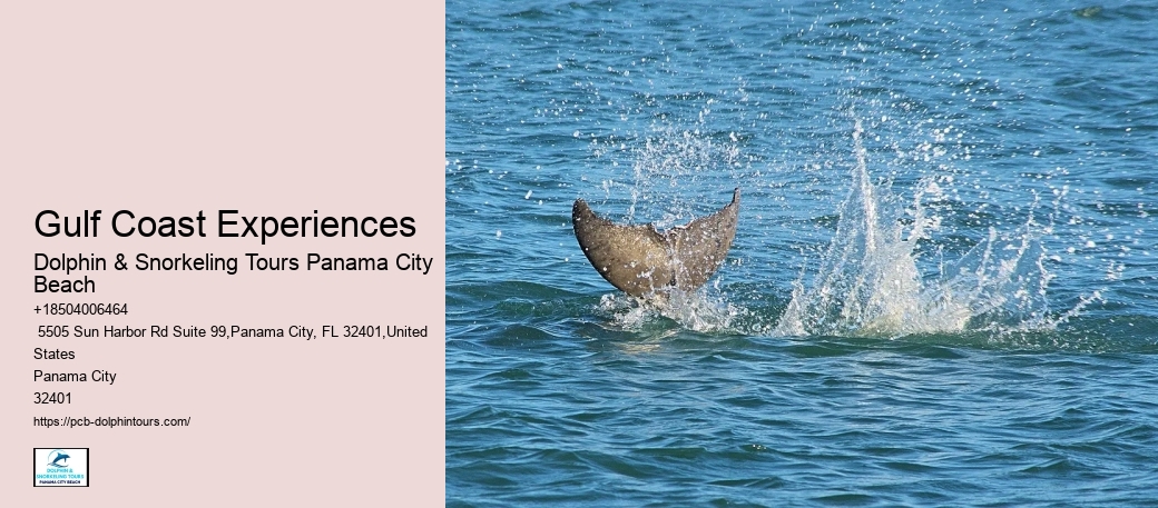 Salty Fins Dolphin And Snorkeling Tours Panama City Beach Photos