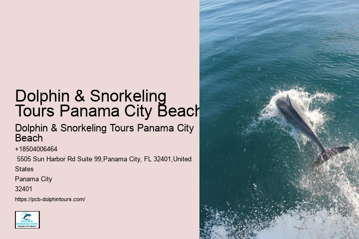 13 Best Places To See Dolphins In The Wild
