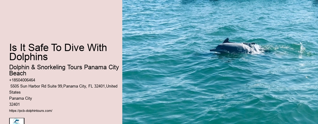 Dolphin Watching