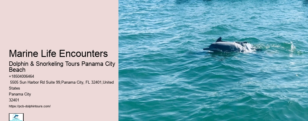 Snorkeling And Dolphin Tour