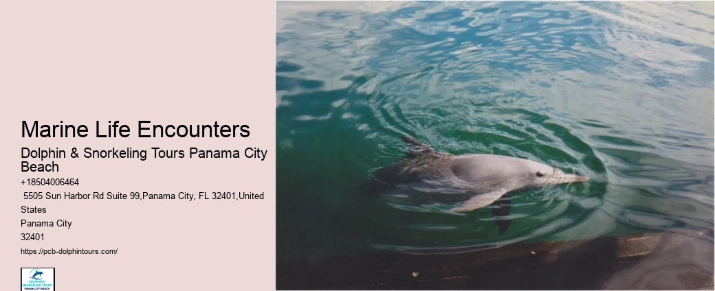 Is It Better To Swim With Dolphins In The Morning Or Afternoon