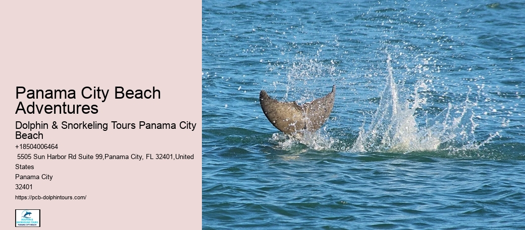 Where Is The Best Place To Swim With Dolphins