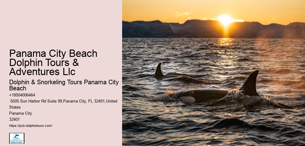 Panama City Beach Dolphin Tours & Adventures Llc