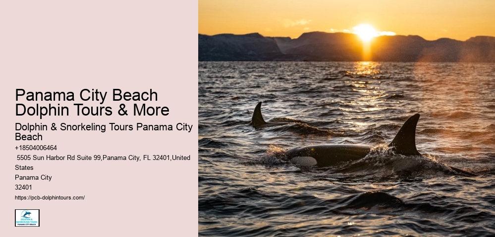 Do Dolphins Swim Close To Shore At Night