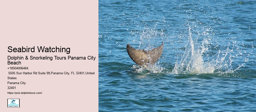 Dolphins