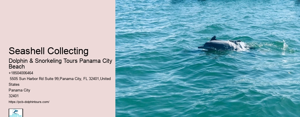 What To Wear To Swim With Dolphins