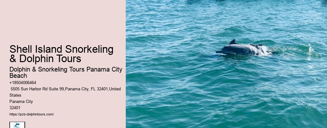 Shell Island Snorkeling & Dolphin Tours
