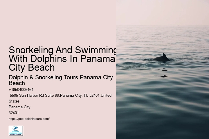 Which Beach Has The Most Dolphins