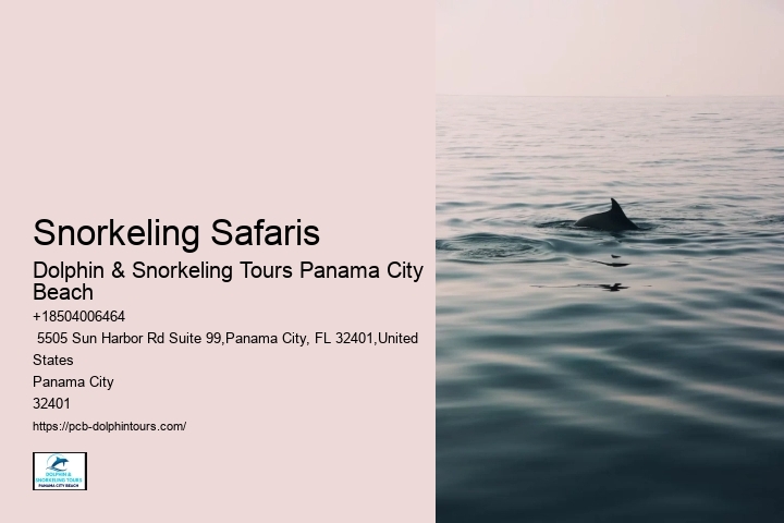 Can You Swim With Dolphins In Panama City Beach