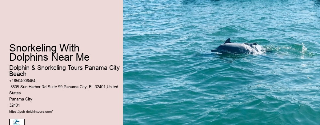 Dolphin And Snorkel Tours Near Me