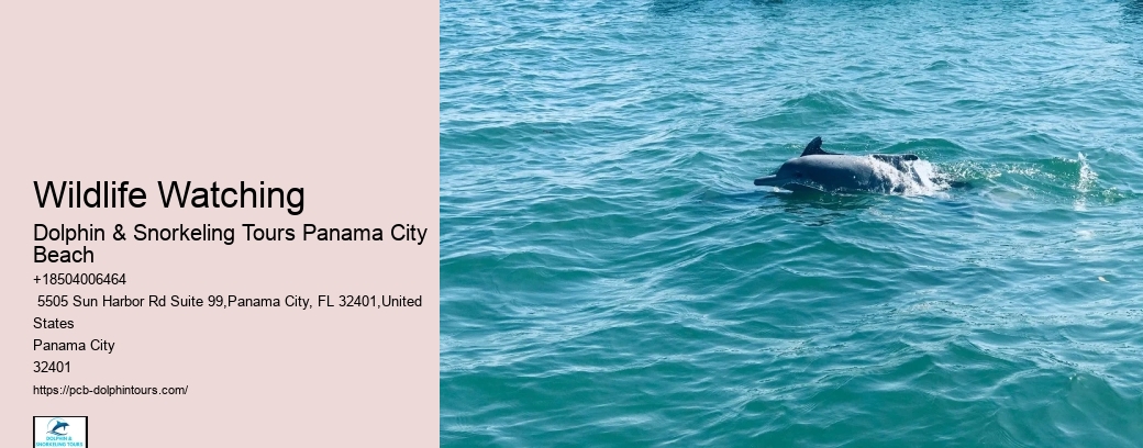 How Much Is Snorkeling In Panama City Panama
